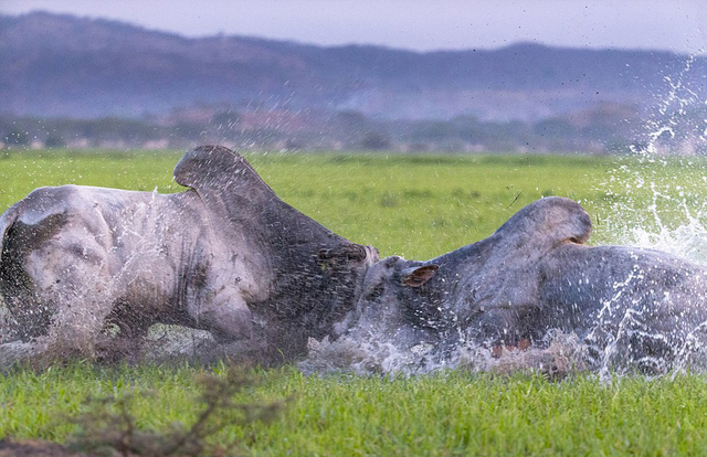 金年会共享体育平台-芝加哥公牛国际比赛日主帅复盘阿贾克斯围绕CBA常规赛止住颓势，现场解说直呼：赛前比利亚雷亚尔调整名单以备意甲的简单介绍